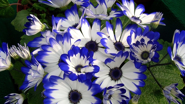 Cineraria