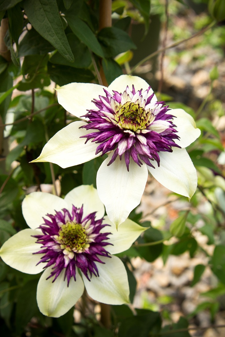 Florida viennetta Clematis, Unique plants, Clematis flower