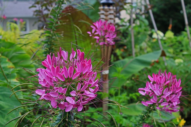 Cleome