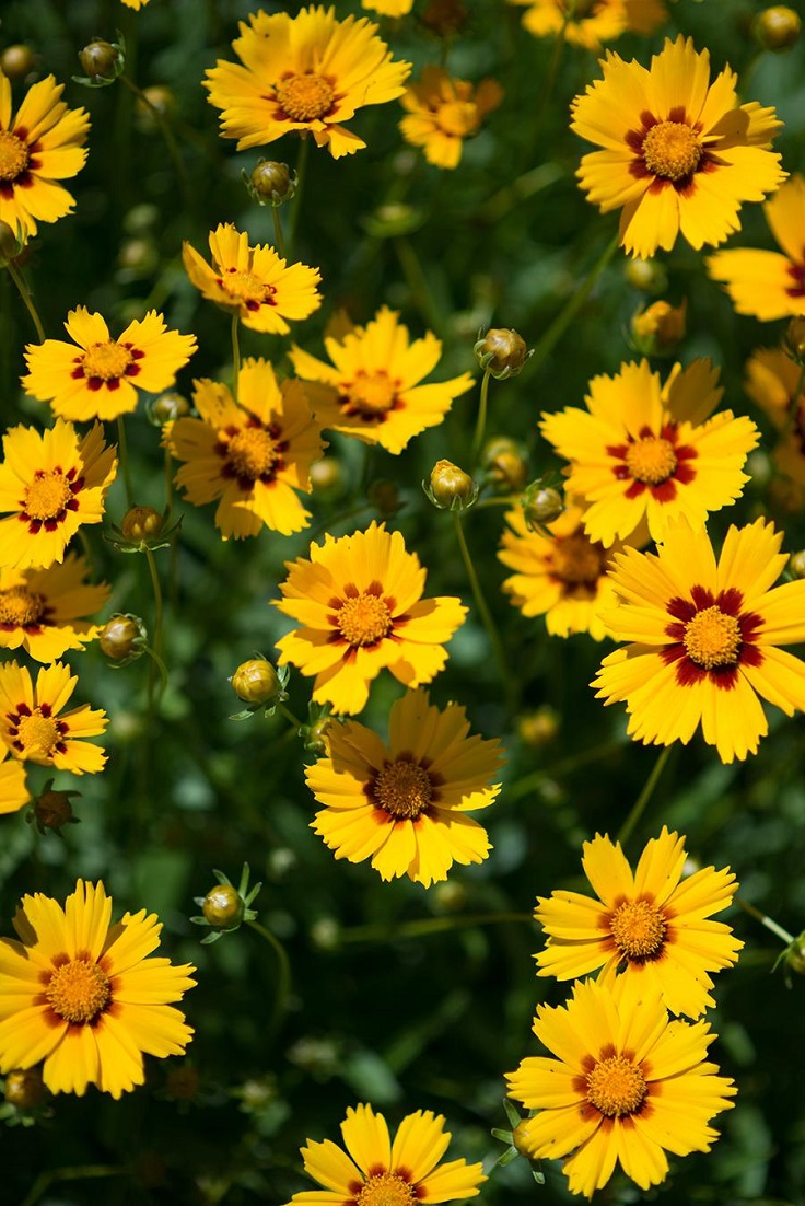 Coreopsis