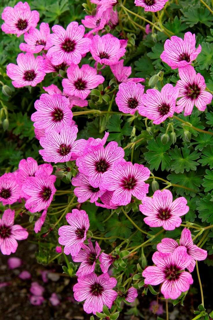 Cranesbill-Geranium