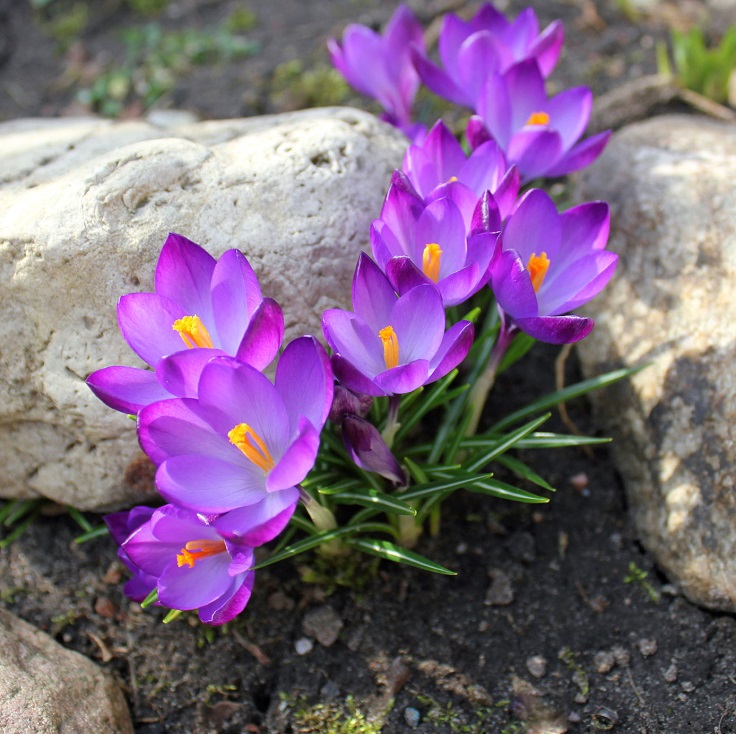 Crocus