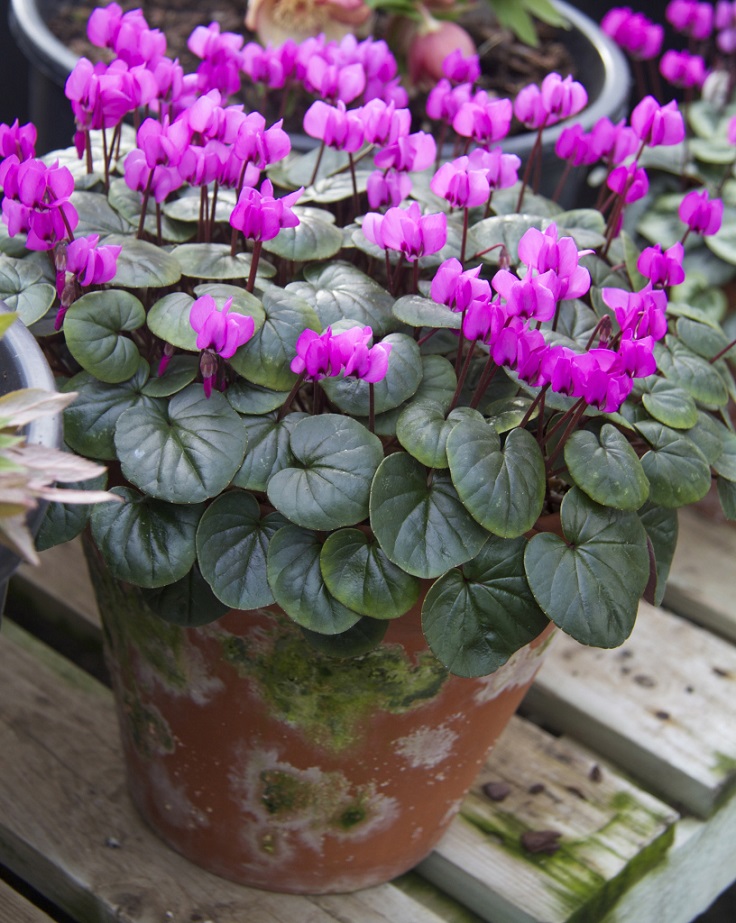 Cyclamen-Coum