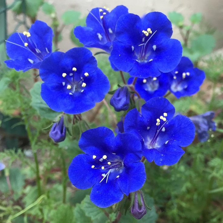 Desert-Bluebells