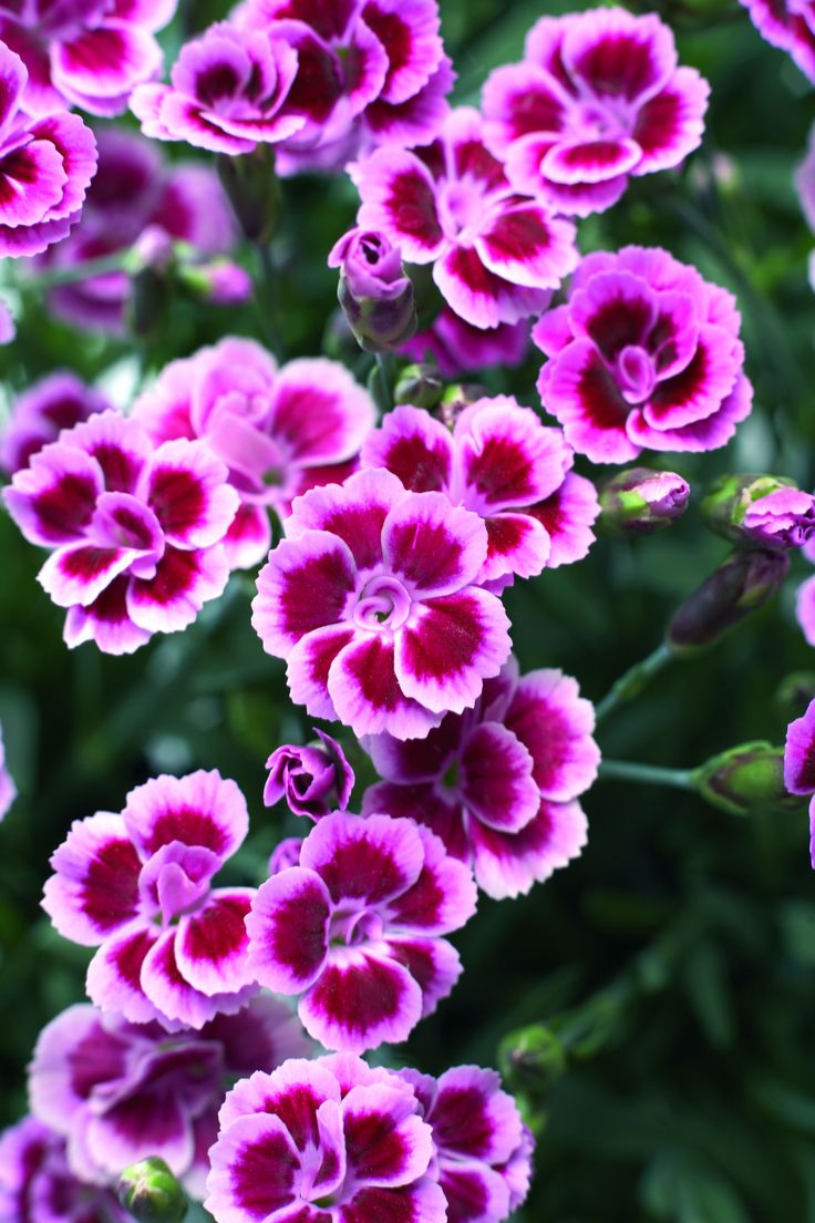 Dianthus-Pink-Kisses