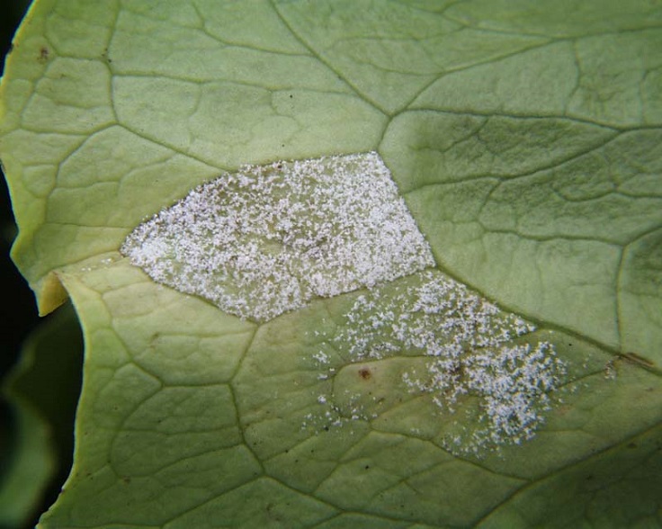 Downy-Mildew-on-Lettuce