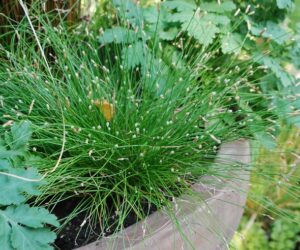 Top 10 Ornamental Grasses for Containers