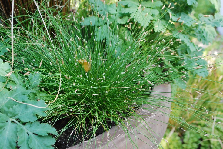 Fiber-Optic-Grass