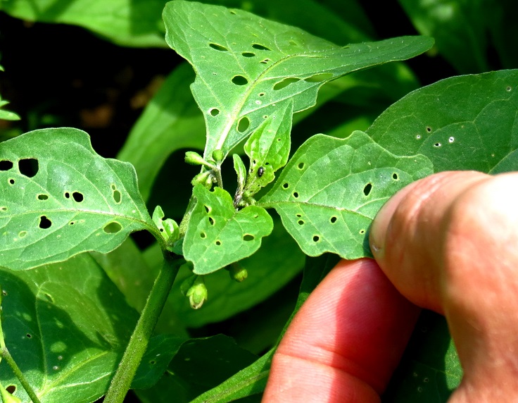 Flea-Beetle