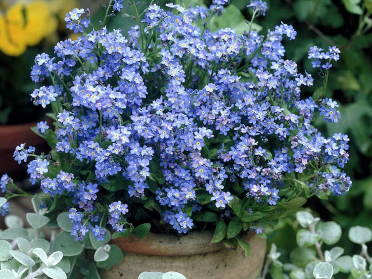 Forget-Me-Nots