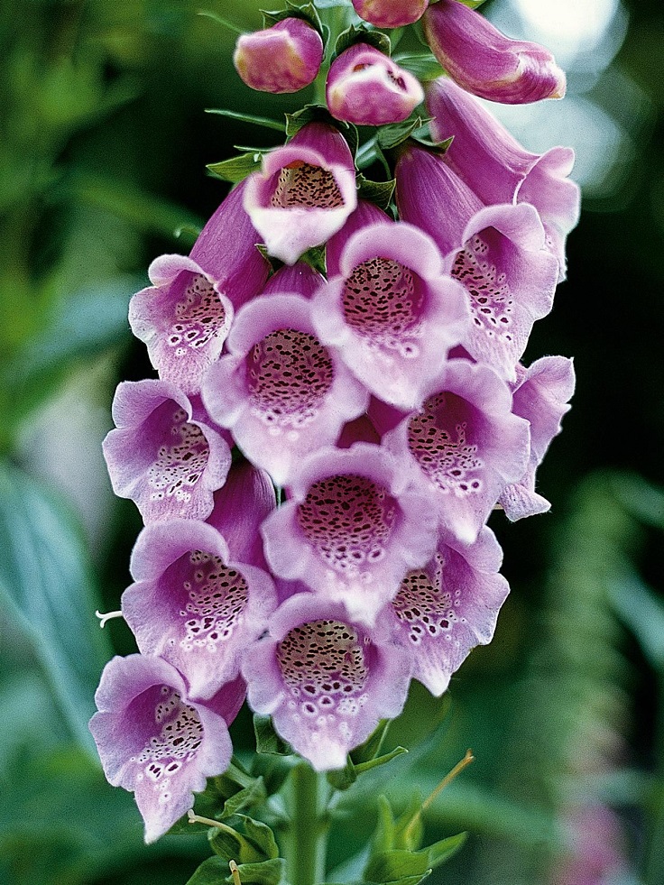 Foxglove