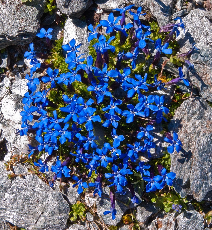 Gentians