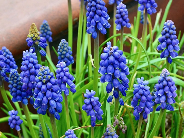 Grape-Hyacinth