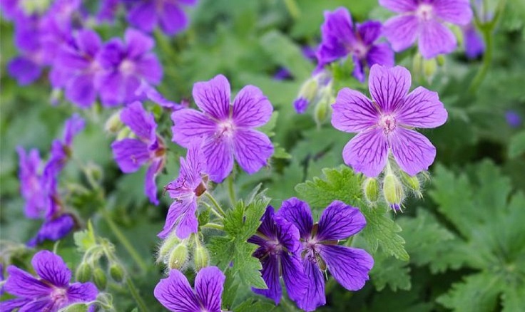 Hardy-Geranium