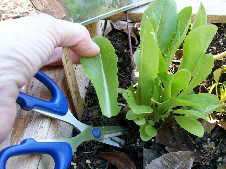 Harvest-Lettuce-1