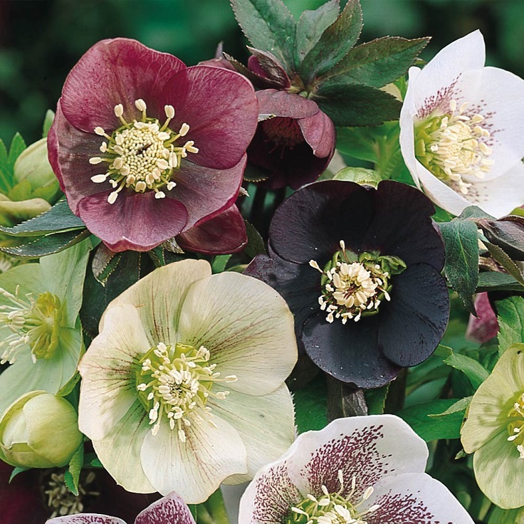 Helleborus-Orientalis