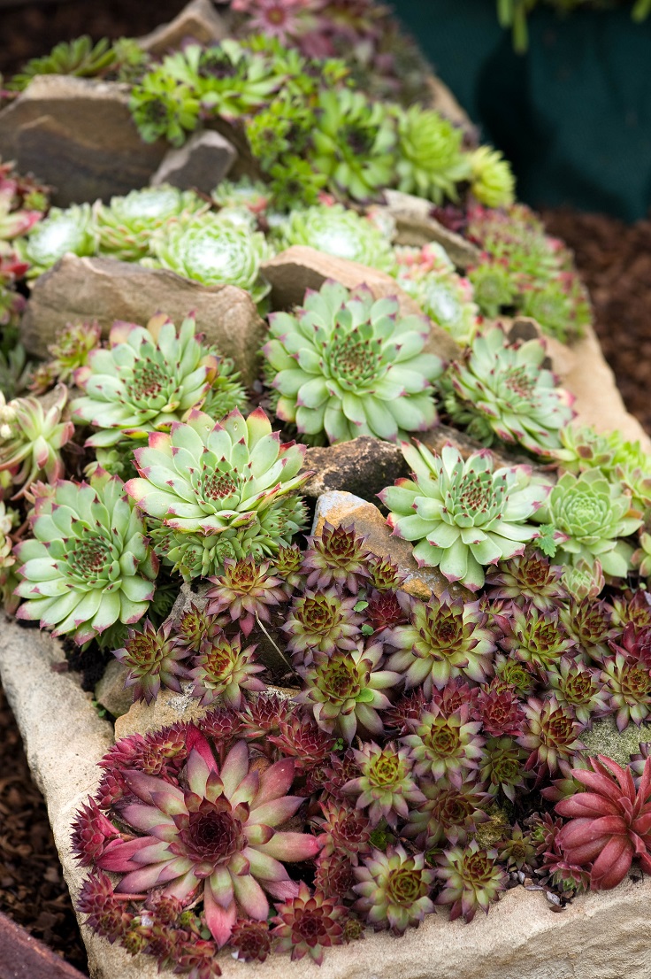 Hens-and-Chicks