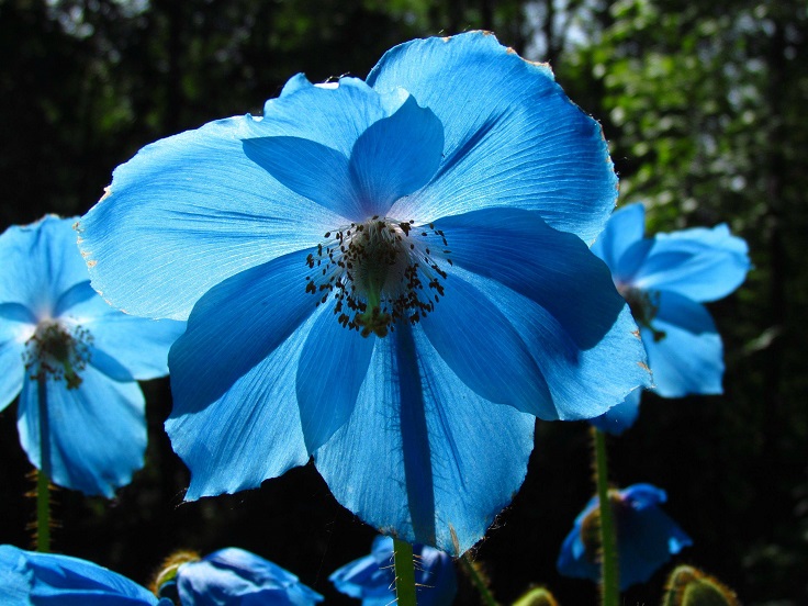 Himalayan-Blue-Poppy