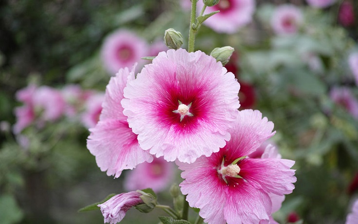 Hollyhock