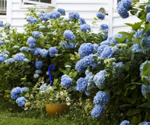 Top 10 Flowers That Will Make Your Garden a Blue Paradise