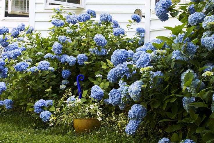 Hydrangea