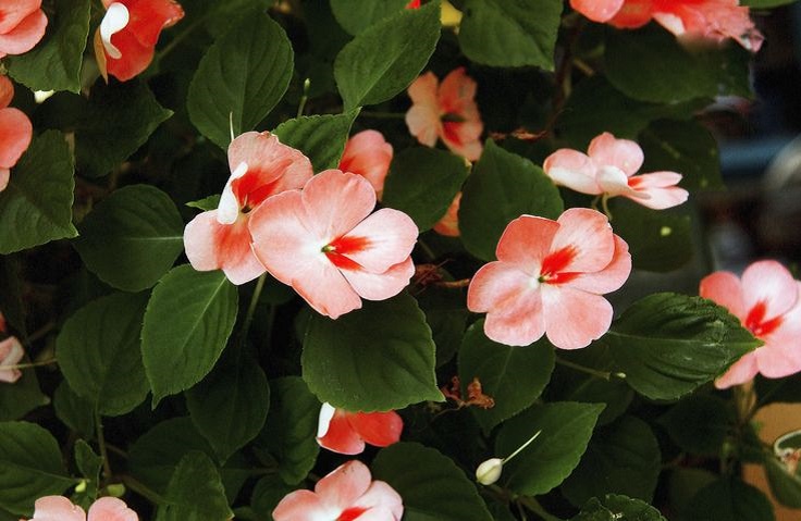 Impatiens