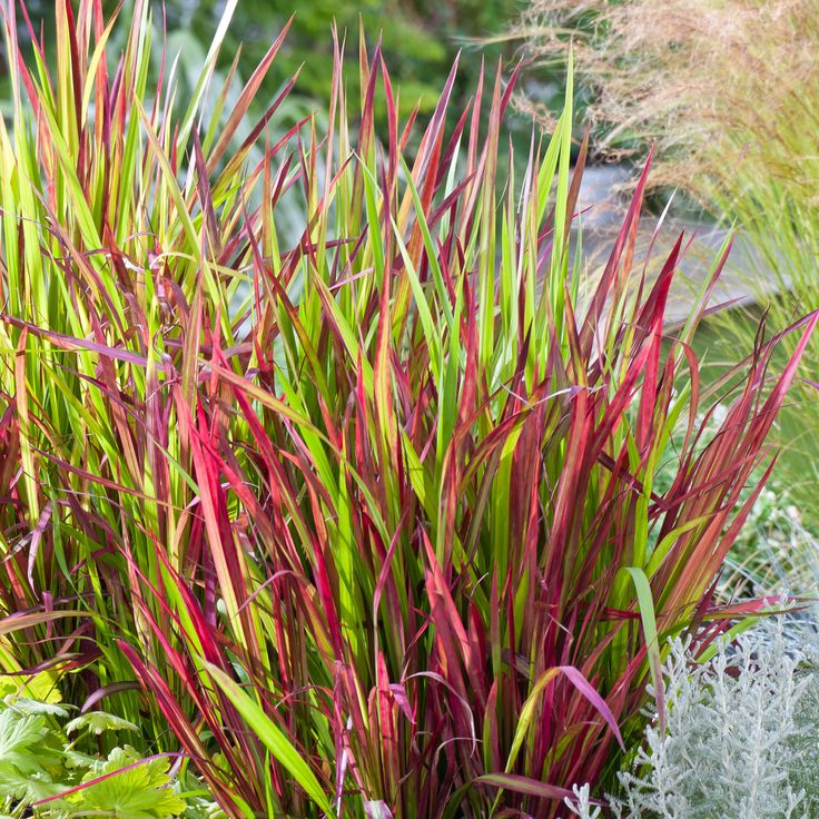 Japanese-Blood-Grass-