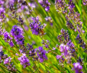 Top 10 Tips How To Grow Lavender