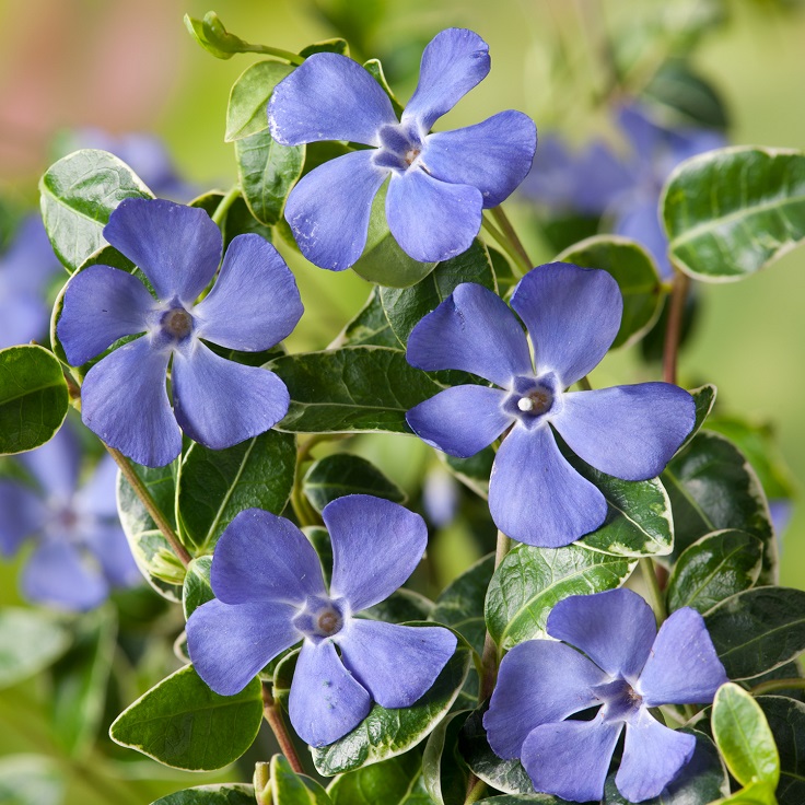 Lesser-Periwinkle