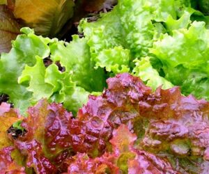 Top 10 Tips on How to Grow Lettuce