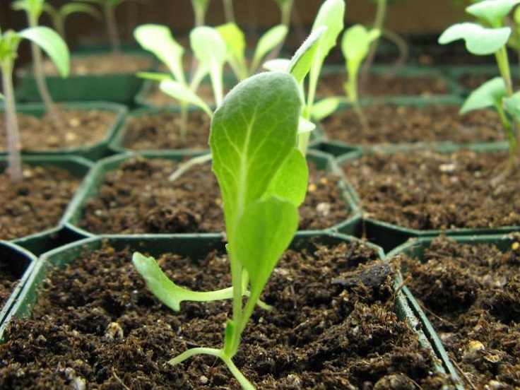 Lettuce-Plant