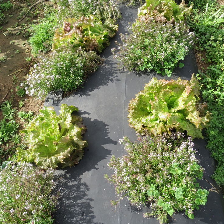 Lettuce-and-Sweet-Alyssum