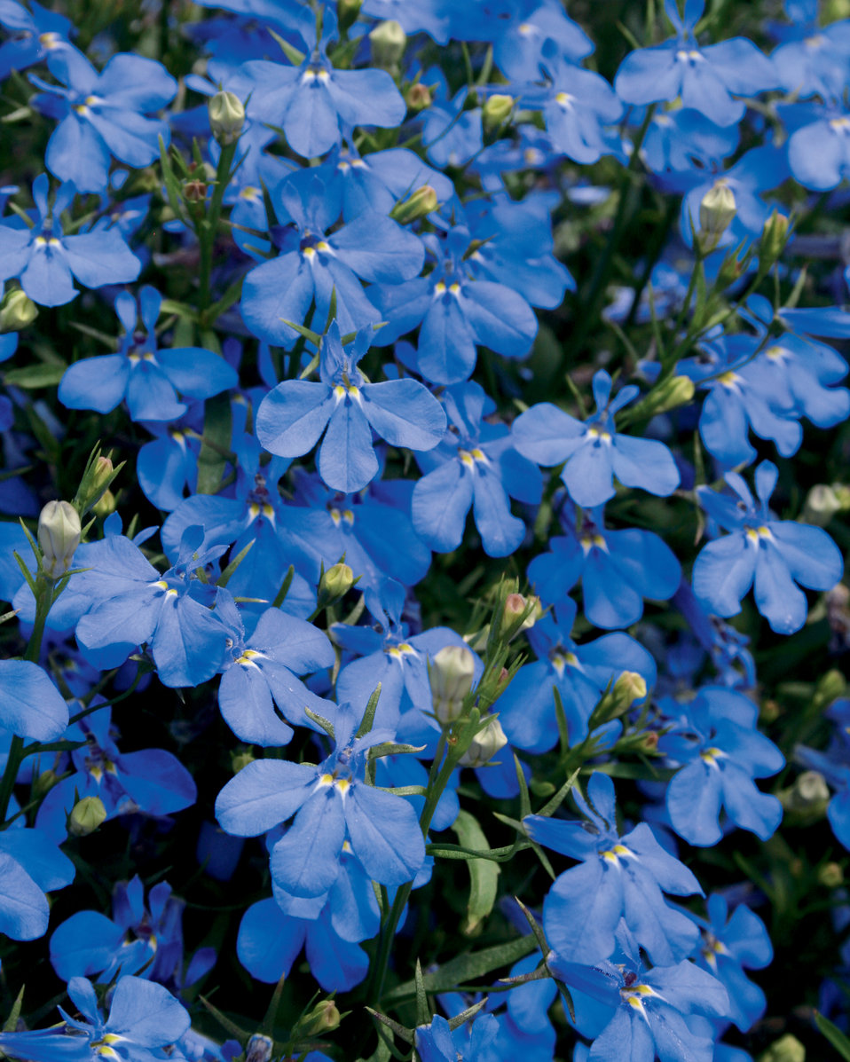 Lobelia