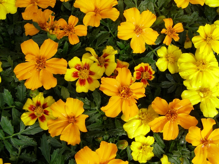 Marigolds