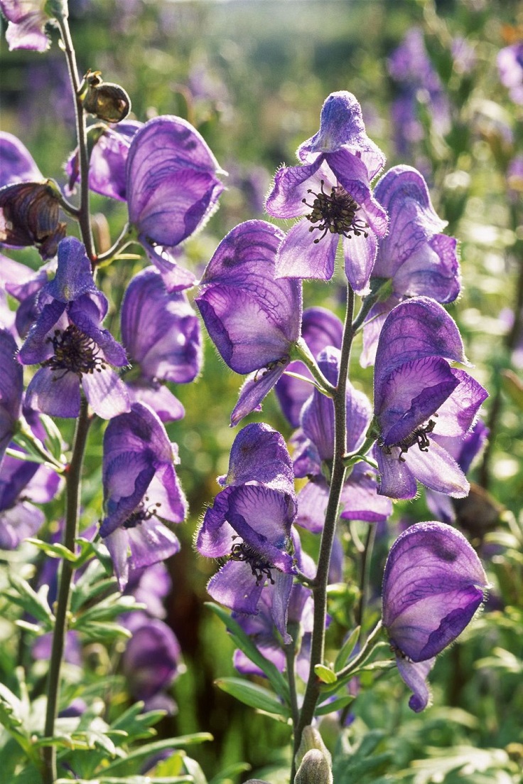 Monkshood