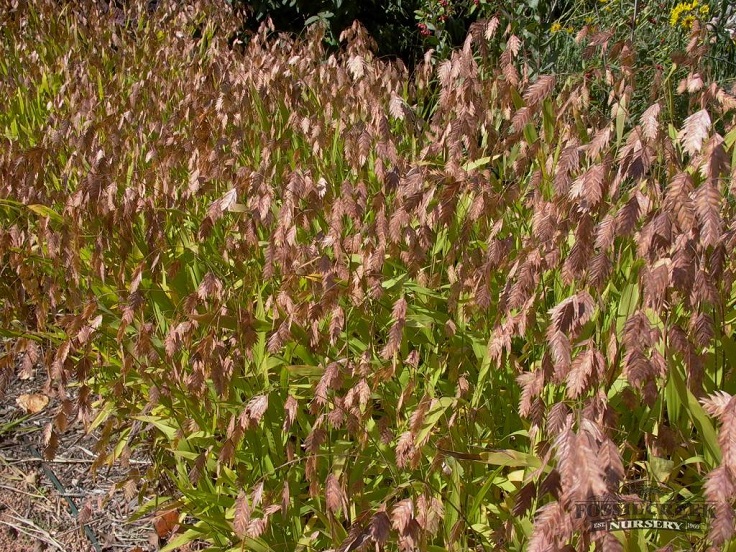 Northern-Sea-Oats