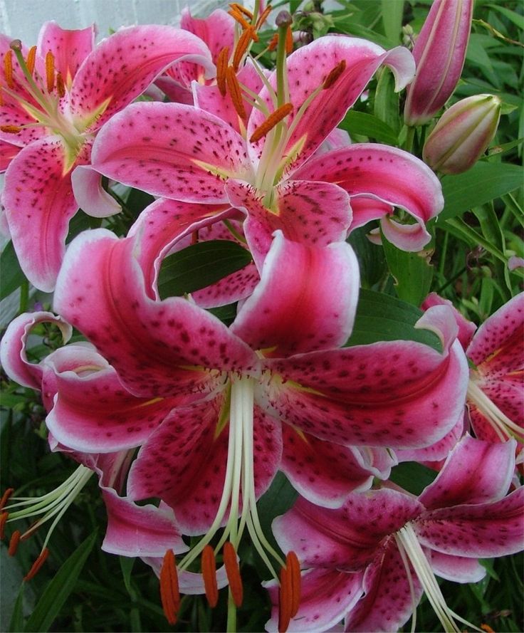 Oriental-Lily