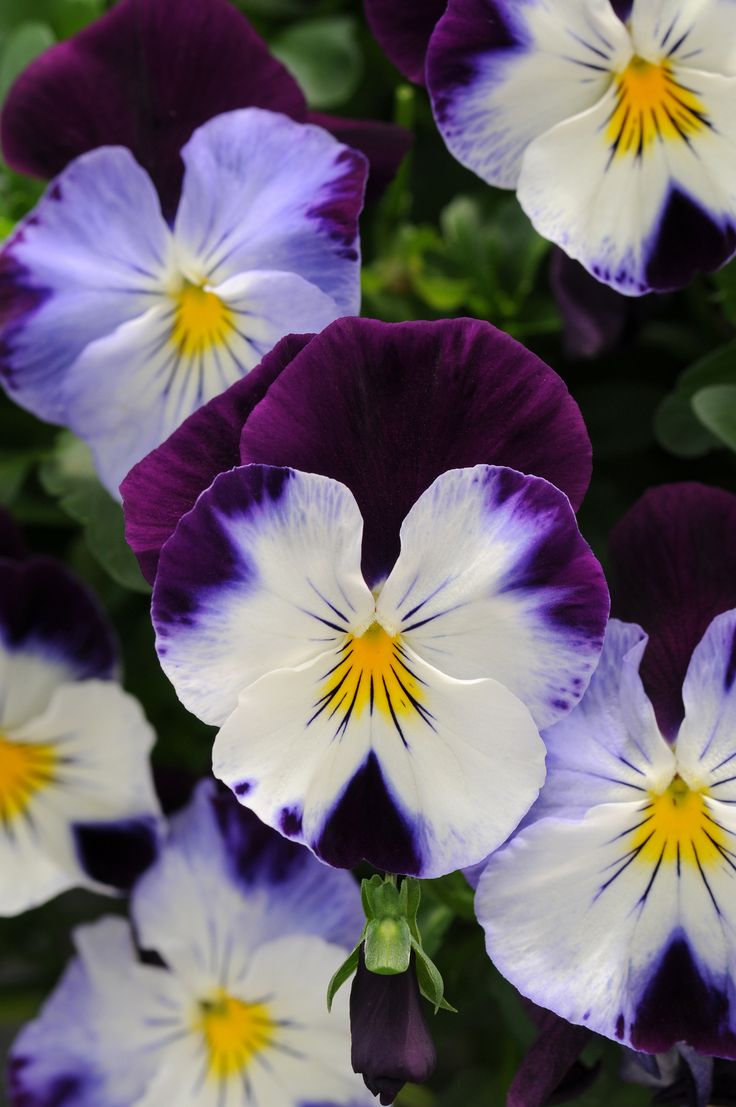 Pansies