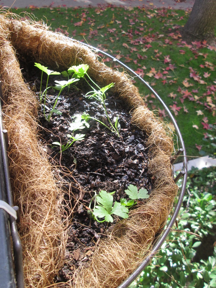 Parsley-Fertilizer