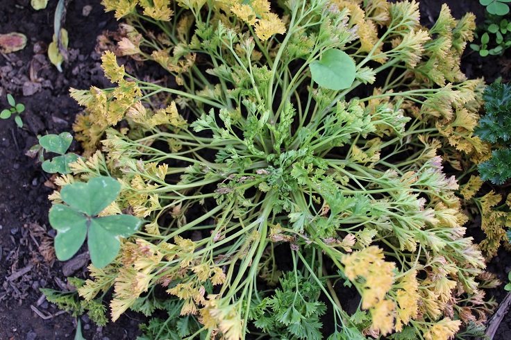 Parsley-Pests-and-Diseases