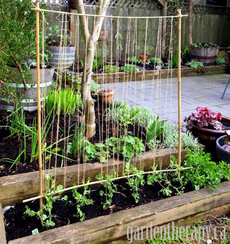 Pea-Trellis