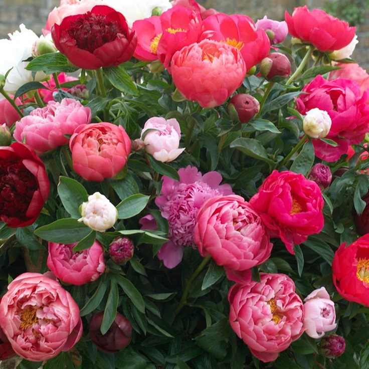 Peonies-1