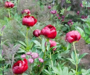 Top 10 Tips on Growing Peonies