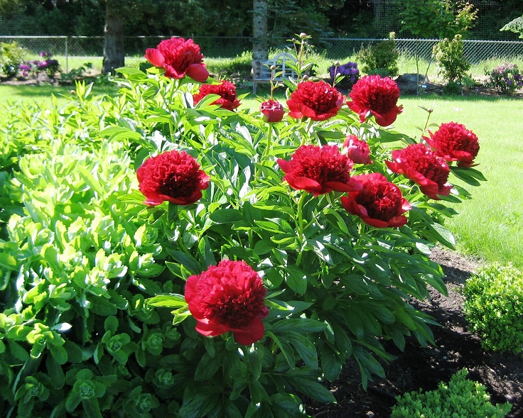 Peonies-Planting-Site