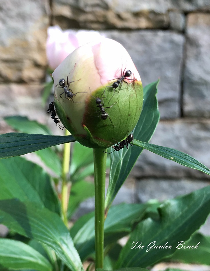 Peonies-and-Pests
