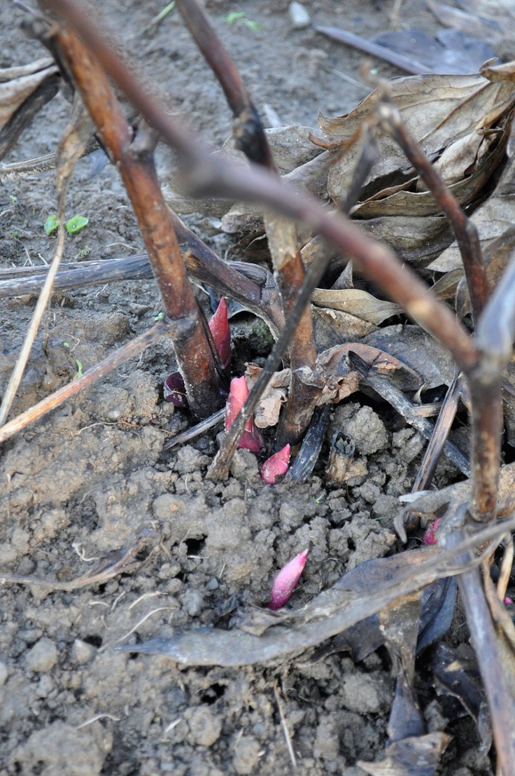 Peonies-growing