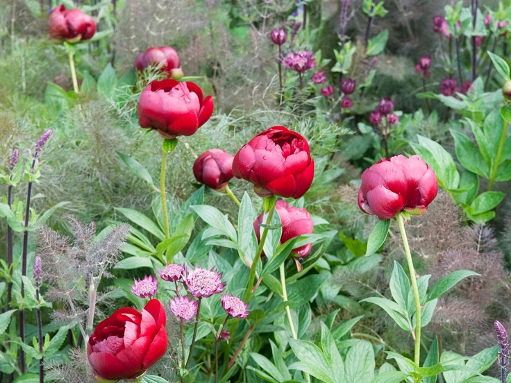 Peonies