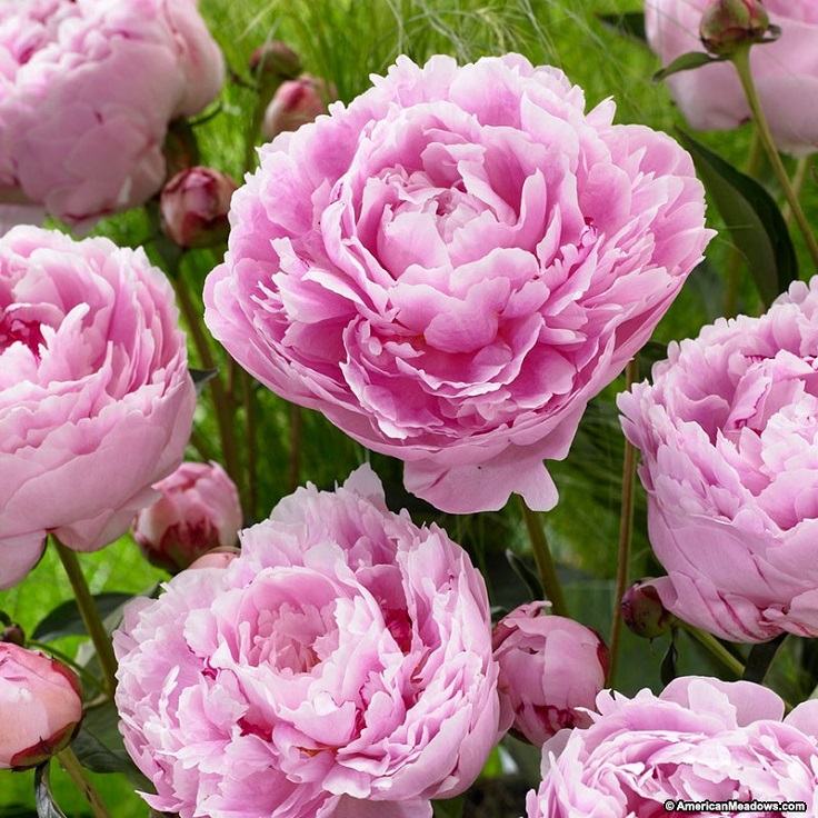 Peonies