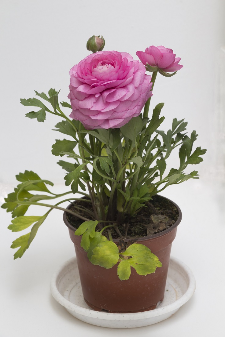 Peony-in-container