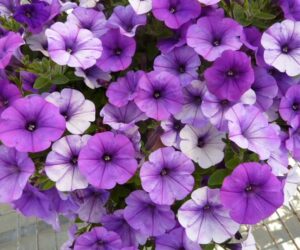 Top 10 Flowers That Will Make Your Garden a Purple Paradise
